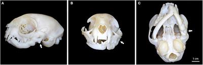 Temporomandibular Joint Gap Arthroplasty in Cats